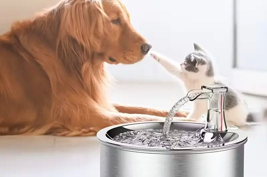 Cat Water Fountains: The Simple Upgrade That Could Save Your Cat's Health