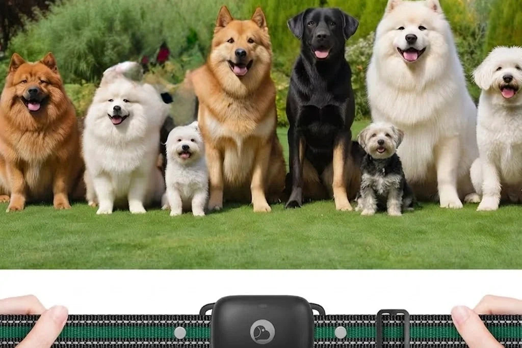 How to Choose the Right Dog Collar: A Complete Guide for Pet Owners